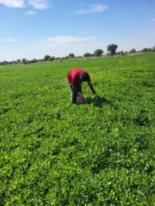 WhatsApp Image 2025-04-01 at 2.26.18 PM (1)